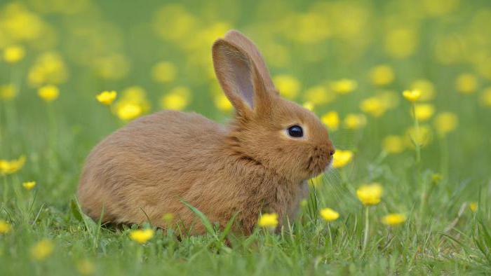 1656209 - По гороскопу 1939год кого