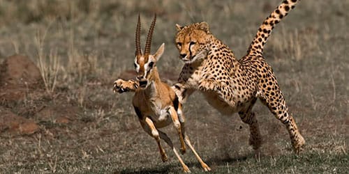 к чему снится гепард