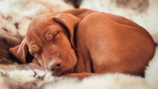 К чему снится мертвая собака