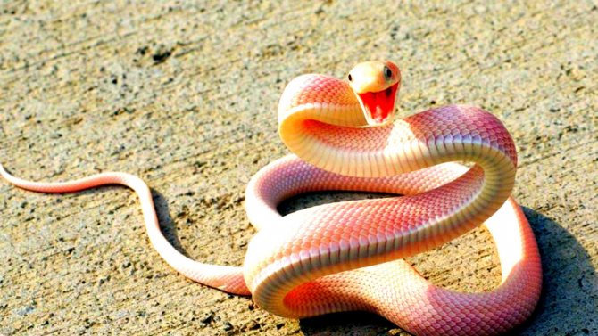 К чему снится мертвая змея