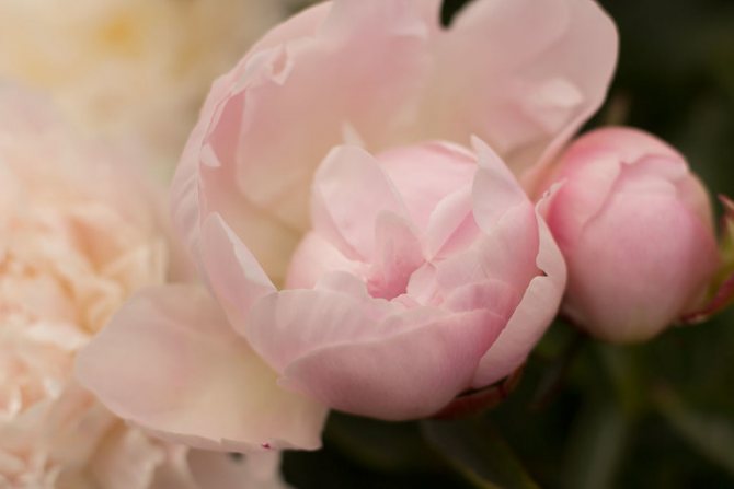 К чему снятся пионы