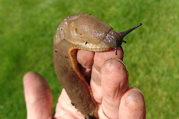 К чему снятся слизни