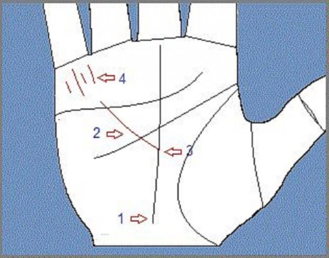 Как узнать: сколько у меня будет детей по линиям руке, кулаку, запястью?