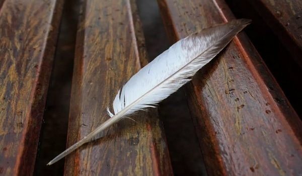 Найти перо – значение приметы