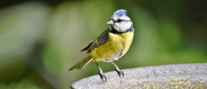 Народные приметы залетели синицы в окно