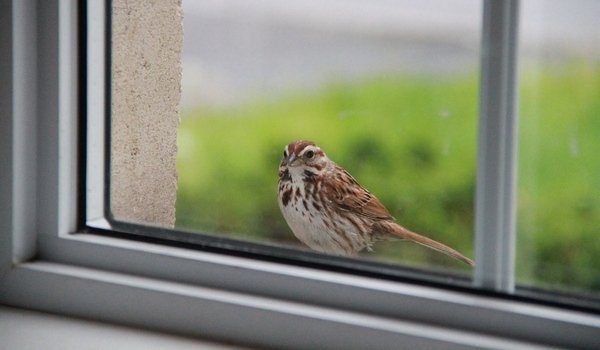 Птица садится на подоконник