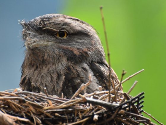 Птица свила гнездо в доме