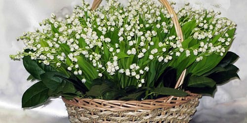 сонник ландыши