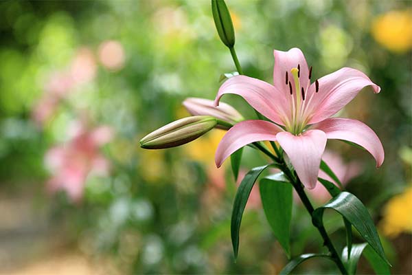 Сонник лилии