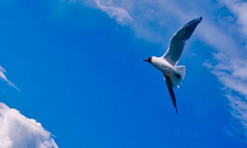 сонник про чайку