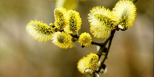 сонник верба