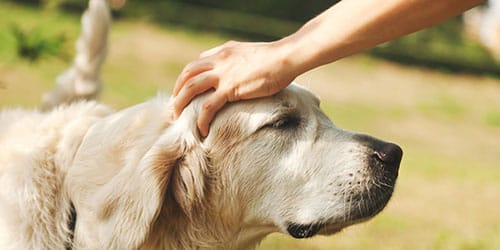 видеть домашних животных во сне