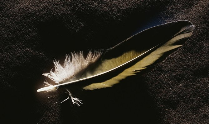 Все народные приметы про перо птицы